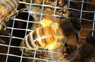 阿坝中蜂秋天几月断子(秋末蜂群断子的时间)