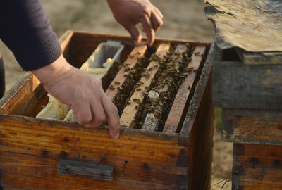 阿坝中蜂秋天几月断子(秋末蜂群断子的时间)