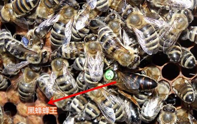 高加索蜜蜂与东北黑蜂的区别(浅析高加索蜜蜂与东北黑蜂的优缺点)