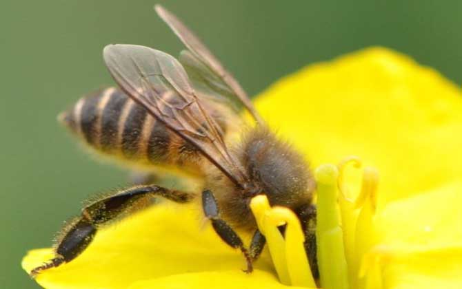 高加索蜜蜂与东北黑蜂的区别(浅析高加索蜜蜂与东北黑蜂的优缺点)
