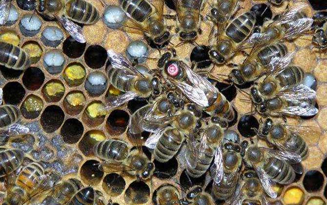 高加索蜜蜂与东北黑蜂的区别(浅析高加索蜜蜂与东北黑蜂的优缺点)