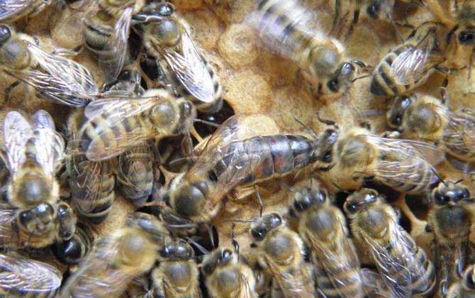 高加索蜜蜂与东北黑蜂的区别(浅析高加索蜜蜂与东北黑蜂的优缺点)