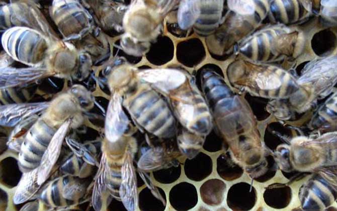 高加索蜜蜂与东北黑蜂的区别(浅析高加索蜜蜂与东北黑蜂的优缺点)