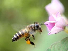 申请蜜蜂养殖场乡里不同意怎么办（怎么申请蜜蜂养殖场）