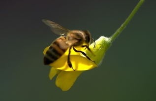 蜜蜂喂花粉繁殖快吗(繁蜂需要吃花粉么)