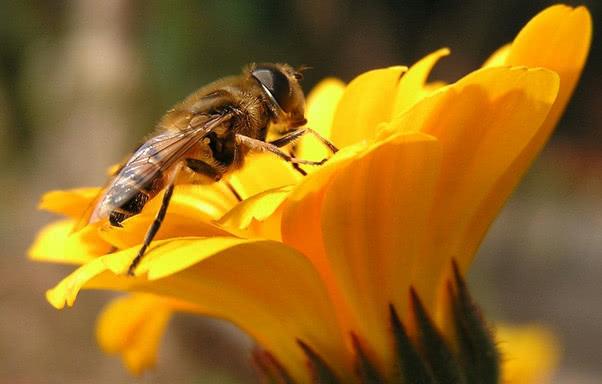 麦蜂有没有刺（无刺蜂和麦蜂特性及授粉）