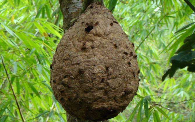 葫芦蜂会不会蜇死人(被葫芦蜂蜇了会中毒吗)