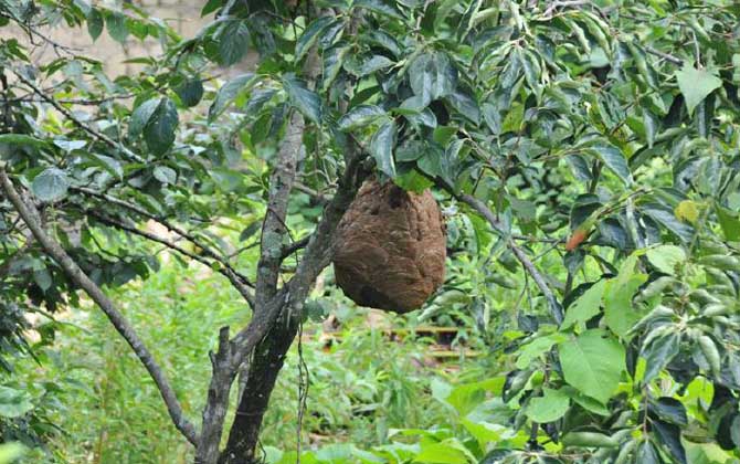 葫芦蜂会不会蜇死人(被葫芦蜂蜇了会中毒吗)