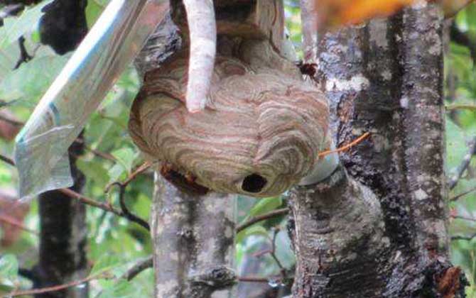 葫芦蜂会不会蜇死人(被葫芦蜂蜇了会中毒吗)