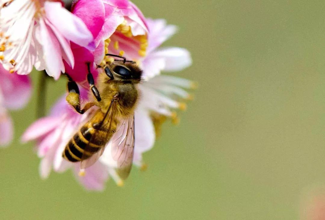 四川阿坝中蜂适应哪些地区（阿坝中蜂王,适应哪些地方养）