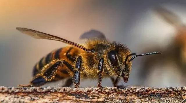 蜜蜂养殖有什么风险(蜜蜂养殖风险大吗)
