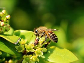 蜜蜂养殖属于什么行业（养蜂业是否属于畜牧业）