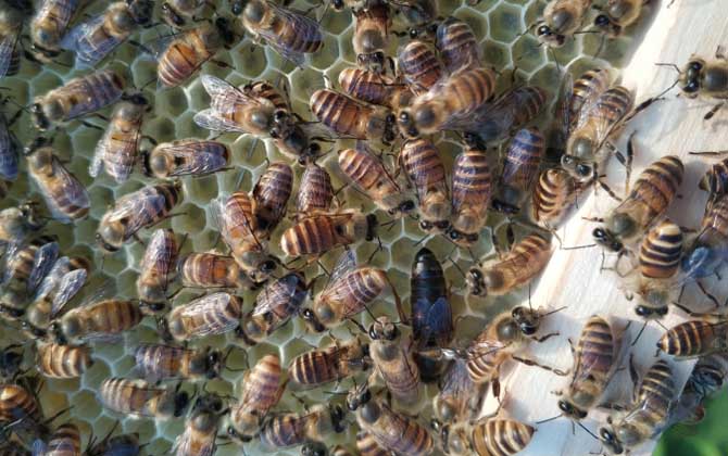 新蜂试飞和盗蜂怎么区分（怎么确定是不是盗蜂）