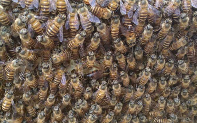 新蜂试飞和盗蜂怎么区分（怎么确定是不是盗蜂）