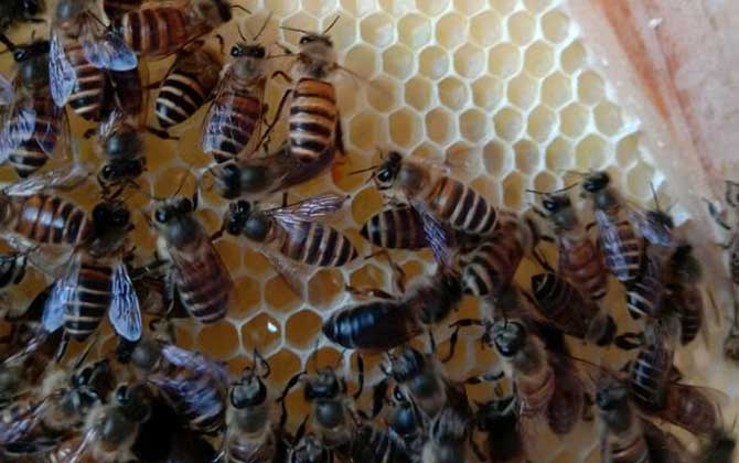 新蜂试飞和盗蜂怎么区分（怎么确定是不是盗蜂）