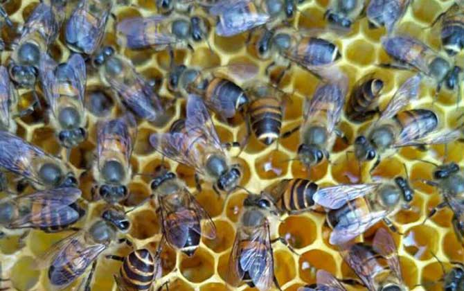 新蜂试飞和盗蜂怎么区分（怎么确定是不是盗蜂）