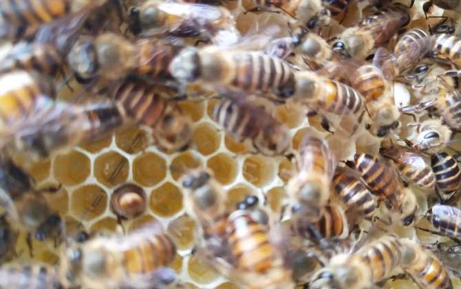 新蜂试飞和盗蜂怎么区分（怎么确定是不是盗蜂）