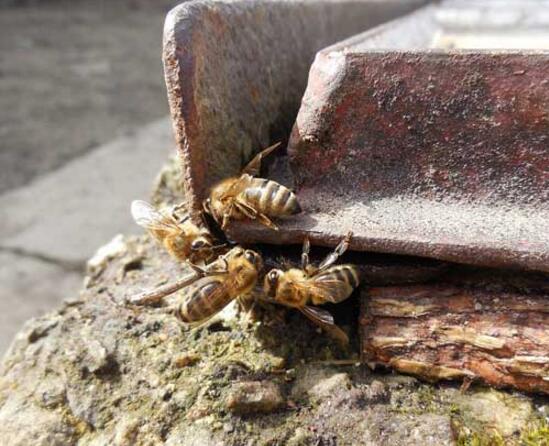 在家可以自己养蜜蜂吗(自己在家怎么养野蜂 )