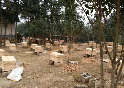 梦到养蜜蜂和养蜂场是什么意思(梦见养蜜蜂)