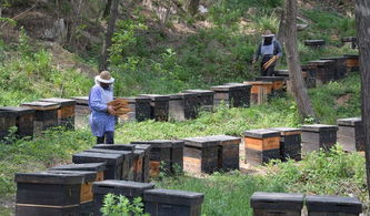 梦到养蜜蜂和养蜂场是什么意思(梦见养蜜蜂)