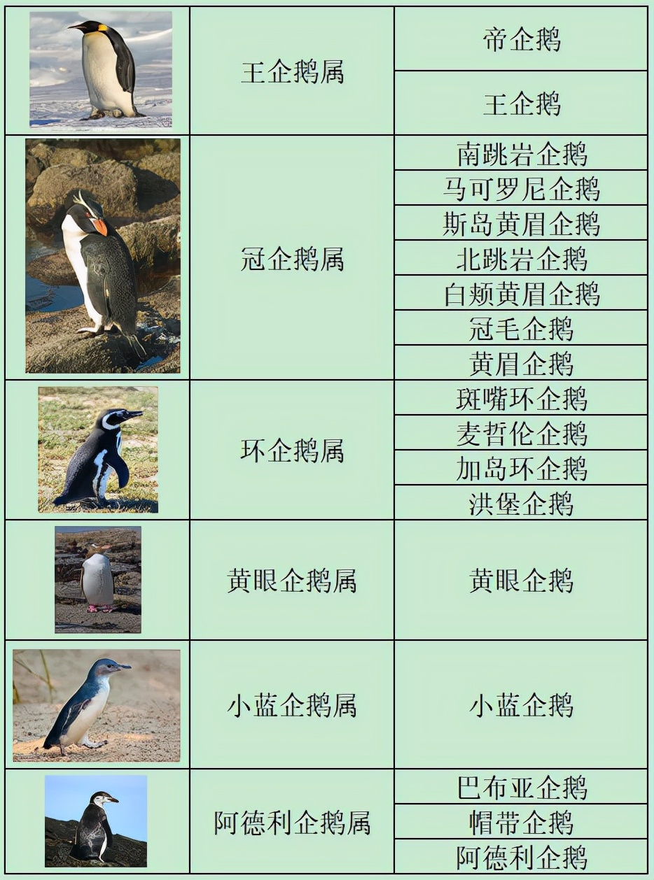 南非63只企鹅被蜜蜂蛰死,企鹅不是只在南极吗?非洲也有