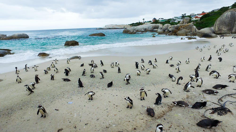 南非63只企鹅被蜜蜂蛰死,企鹅不是只在南极吗?非洲也有