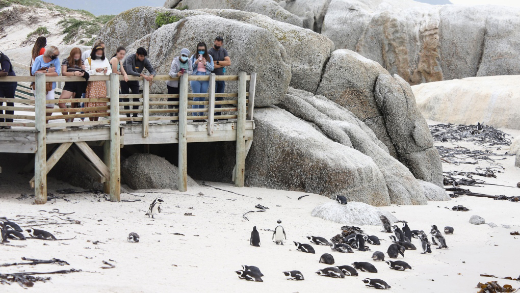 南非63只企鹅被蜜蜂蛰死,企鹅不是只在南极吗?非洲也有