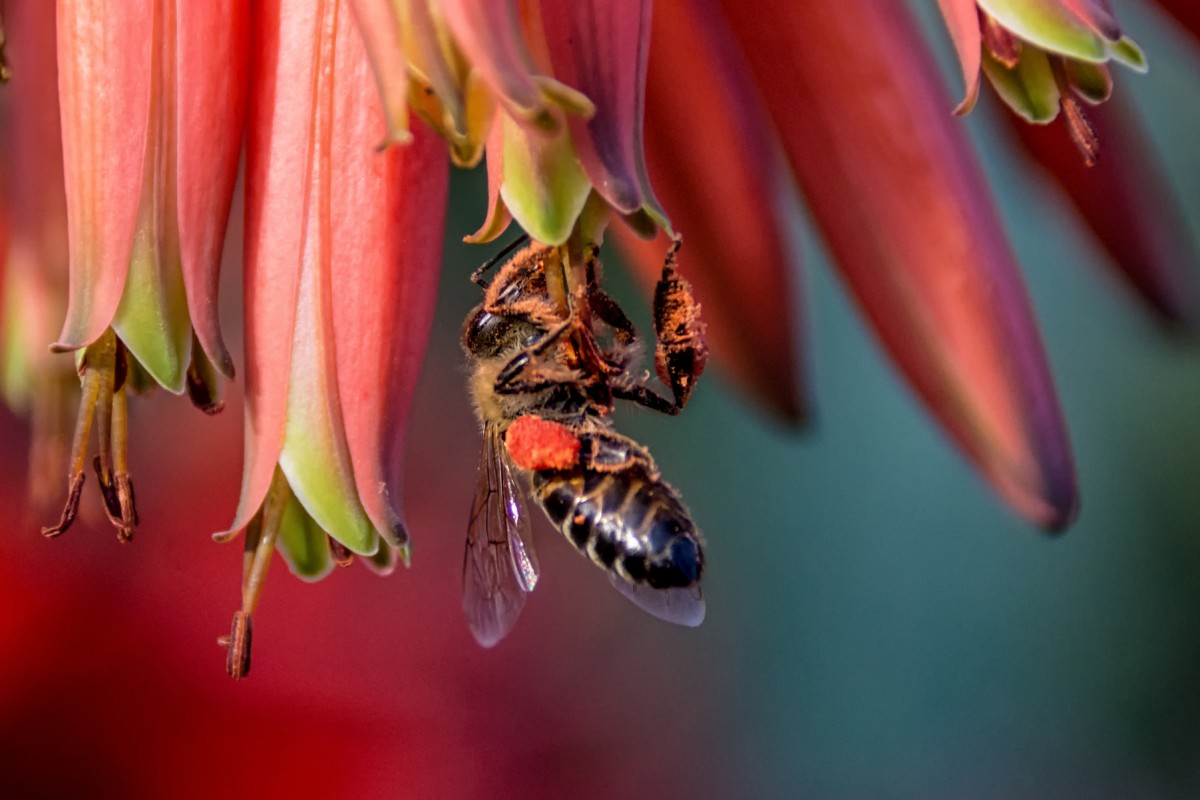 南非63只企鹅被蜜蜂蛰死,企鹅不是只在南极吗?非洲也有