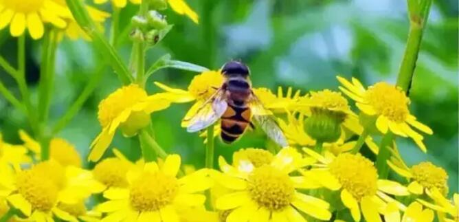 办理蜜蜂养殖证要多少钱(养蜂证在哪儿办)