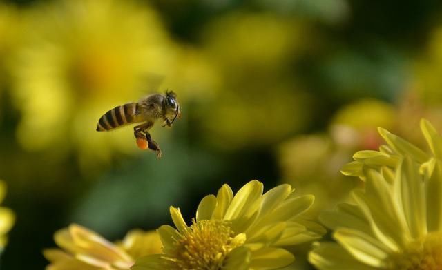 什么是流蜜期 – 大流蜜期是什么时候