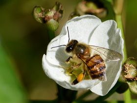 蜜蜂养殖周期是多少天（养殖蜜蜂需要具备的条件）