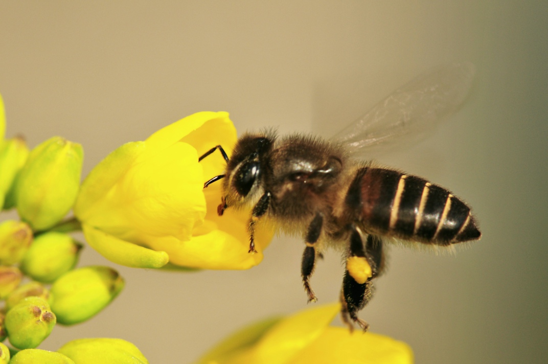 在阿坝州中蜂主要有哪些(阿坝中蜂品种形成)