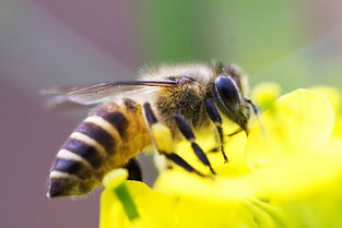 在阿坝州中蜂主要有哪些(阿坝中蜂品种形成)