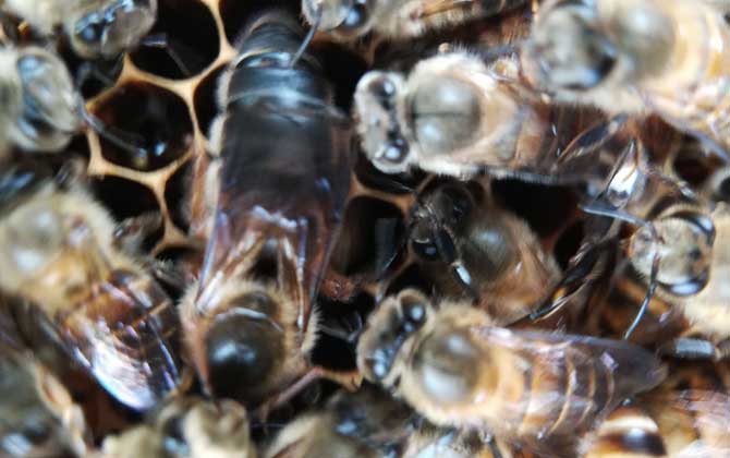 中蜂阿坝种王哪里有卖(中蜂阿坝王的参考价格)