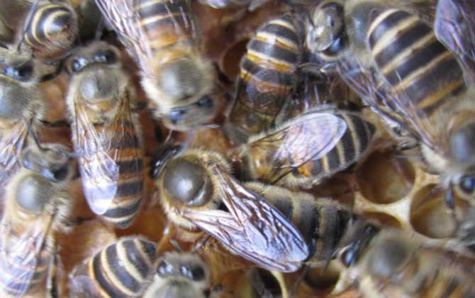 中蜂阿坝种王哪里有卖(中蜂阿坝王的参考价格)