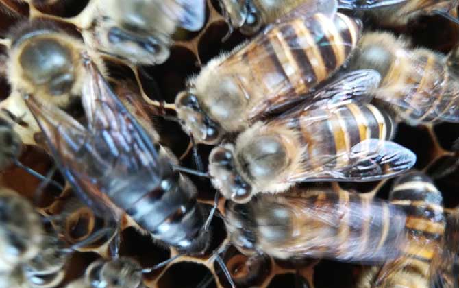 中蜂阿坝种王哪里有卖(中蜂阿坝王的参考价格)