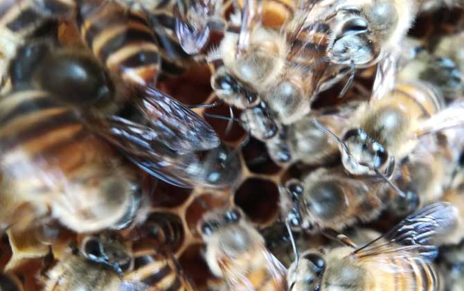 中蜂阿坝种王哪里有卖(中蜂阿坝王的参考价格)