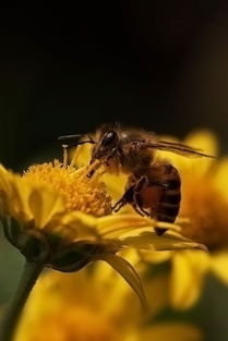 如何评估蜜蜂养殖规模(蜜蜂饲养规模与产值效益调查分析)