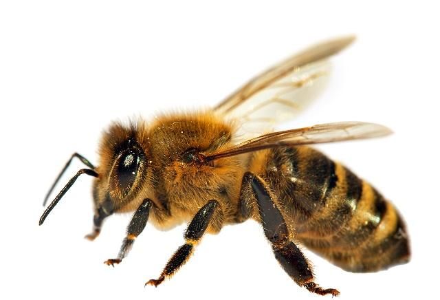 如何评估蜜蜂养殖规模(蜜蜂饲养规模与产值效益调查分析)