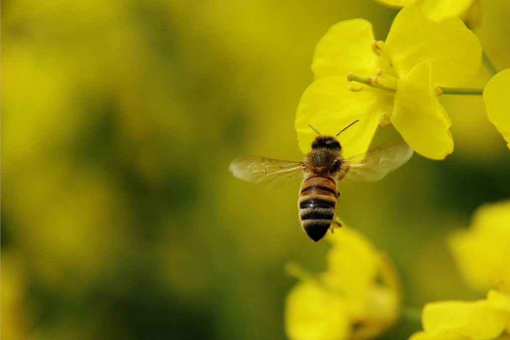 如何评估蜜蜂养殖规模(蜜蜂饲养规模与产值效益调查分析)