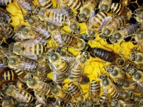 蜜蜂秋繁怎么管理 – 蜜蜂秋繁管理技术