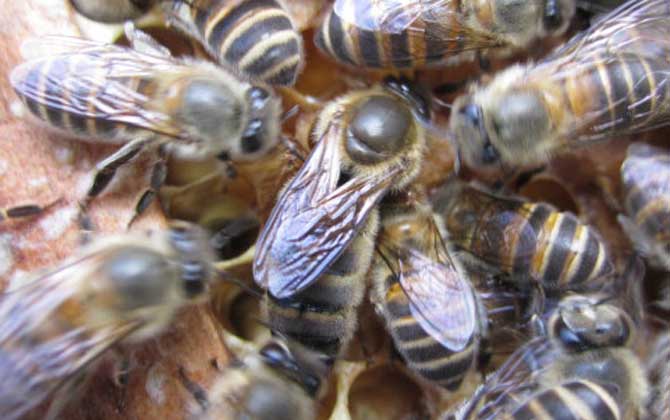 中蜂双色王和阿坝王一年产蜜量(阿坝中蜂一年能产多少蜜)