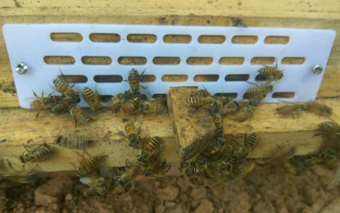 分蜂是老王走还是新王走（分蜂机制是什么）