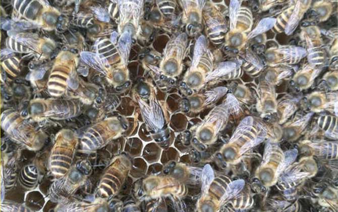 阿坝中蜂耐热吗(阿坝中蜂是不是不耐热)