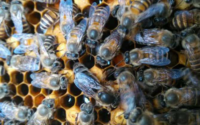 蜜蜂喂干白糖的十大好处(可以给蜜蜂喂白糖么)