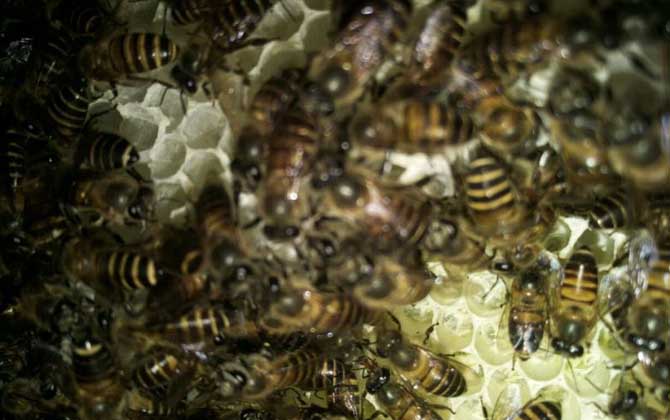 蜜蜂喂干白糖的十大好处(可以给蜜蜂喂白糖么)