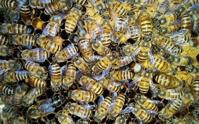 蜜蜂喂干白糖的十大好处(可以给蜜蜂喂白糖么)