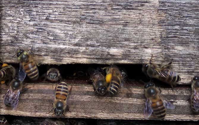 蜜蜂喂干白糖的十大好处(可以给蜜蜂喂白糖么)