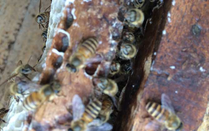 蜜蜂喂干白糖的十大好处(可以给蜜蜂喂白糖么)