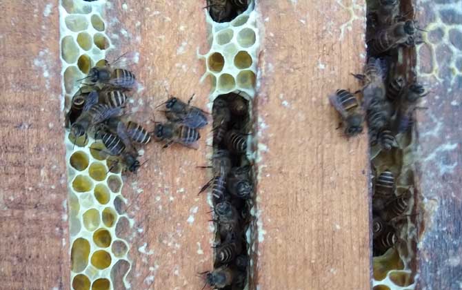 蜜蜂喂干白糖的十大好处(可以给蜜蜂喂白糖么)